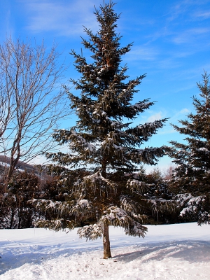 [Single evergreen tree with icicles up to six inches long hanging from most of the branches on the tree. Tree is framed by a sunny blue sky.]